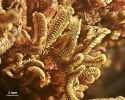 Goebeliella bicornuta