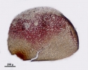 Goebeliella bicornuta