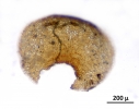 Goebeliella bicornuta
