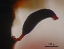 Goebeliella bicornuta