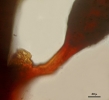 Goebeliella bicornuta