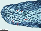 Sphagnum flavicomans