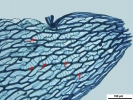 Sphagnum flavicomans