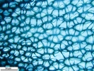 Sphagnum flavicomans