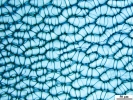 Sphagnum flavicomans