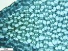 Sphagnum flavicomans