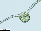 Ptychostomum donianum