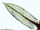 Ptychostomum donianum