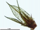 Ptychostomum donianum