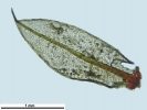 Ptychostomum donianum