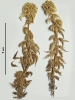 Sphagnum torreyanum
