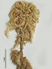 Sphagnum torreyanum