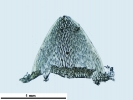 Sphagnum torreyanum