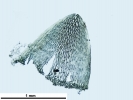 Sphagnum torreyanum