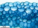 Sphagnum torreyanum