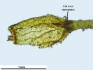 Hymenoloma compactum