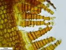 Hymenoloma compactum