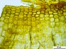 Hymenoloma compactum