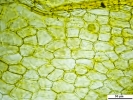 Hymenoloma compactum
