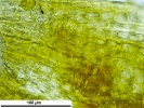 Hymenoloma compactum