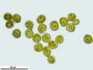 Hymenoloma compactum