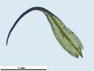 Hymenoloma compactum