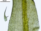 Hymenoloma compactum