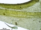 Hymenoloma compactum