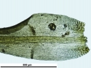Hymenoloma compactum