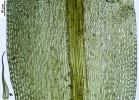 Hymenoloma compactum