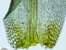 Hymenoloma compactum