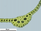 Hymenoloma compactum