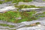 Hymenoloma compactum