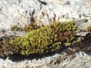 Hymenoloma compactum