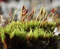 Hymenoloma compactum