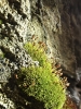 Hymenoloma compactum