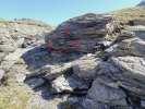 Hymenoloma compactum