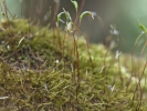 Amblystegium serpens
