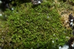 Gymnostomum aeruginosum