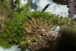 Gymnostomum aeruginosum
