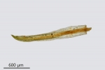 Gymnostomum aeruginosum