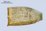 Gymnostomum aeruginosum