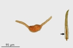 Gymnostomum aeruginosum