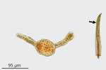 Gymnostomum aeruginosum