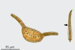 Gymnostomum aeruginosum