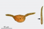 Gymnostomum aeruginosum