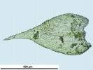 Heterocladium heteropterum