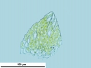 Rhynchostegium confertum