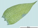 Rhynchostegium confertum