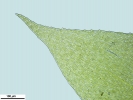 Rhynchostegium confertum